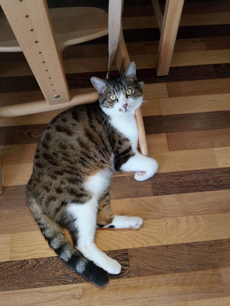 Getigerte Katze liegt entspannt am Boden